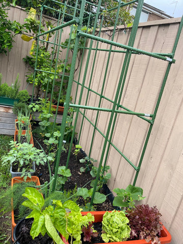 Tomato Cages