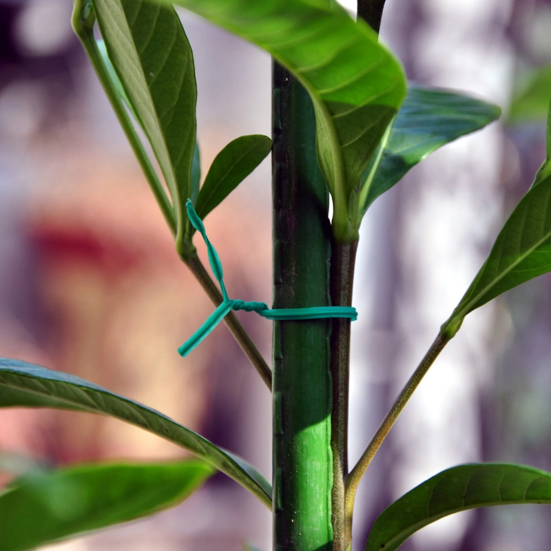 8x60 Garden Stakes