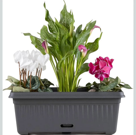 Traditional Planters